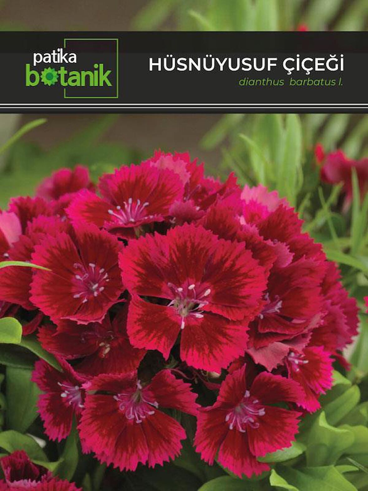 100 Adet Hüsnüyusuf (Dianthus Barbatus L.) Çiçek Tohumu 