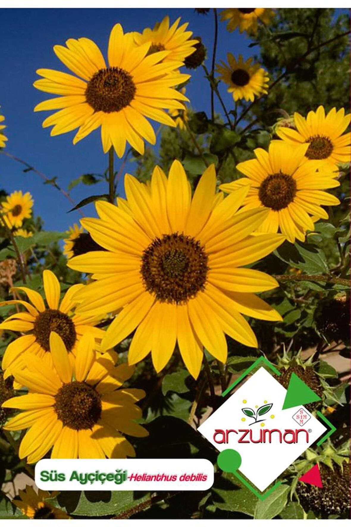 Süs Ayçiçeği (helianthus Debilis) Çiçek Tohumu 50 Adet