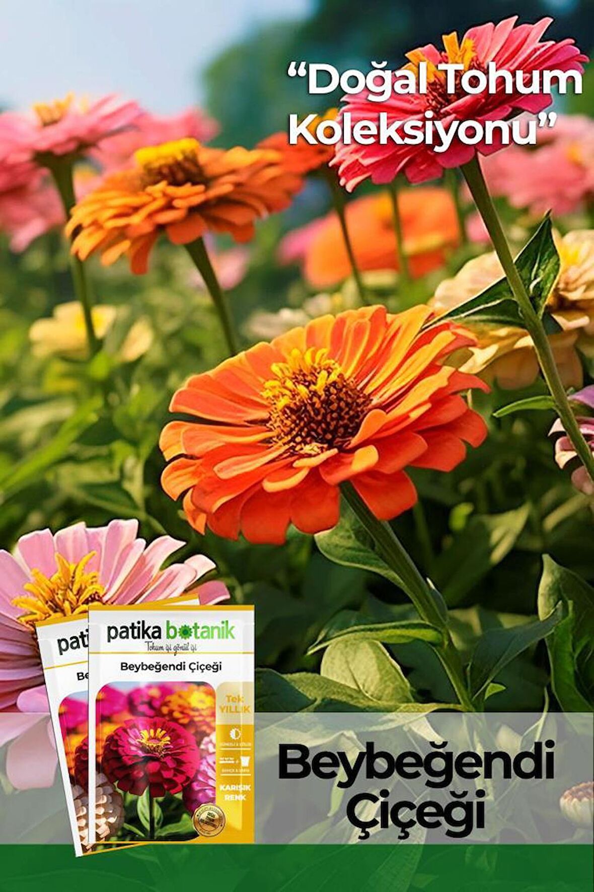  30 Adet Beybeğendi (zinnia) Çiçek Tohumu