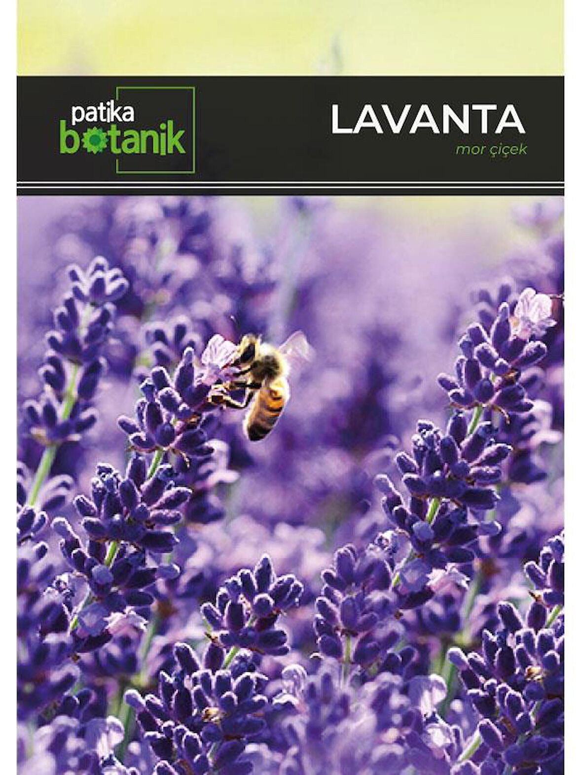 100 Adet Lavanta (Lavandula) Çiçek Tohumu 