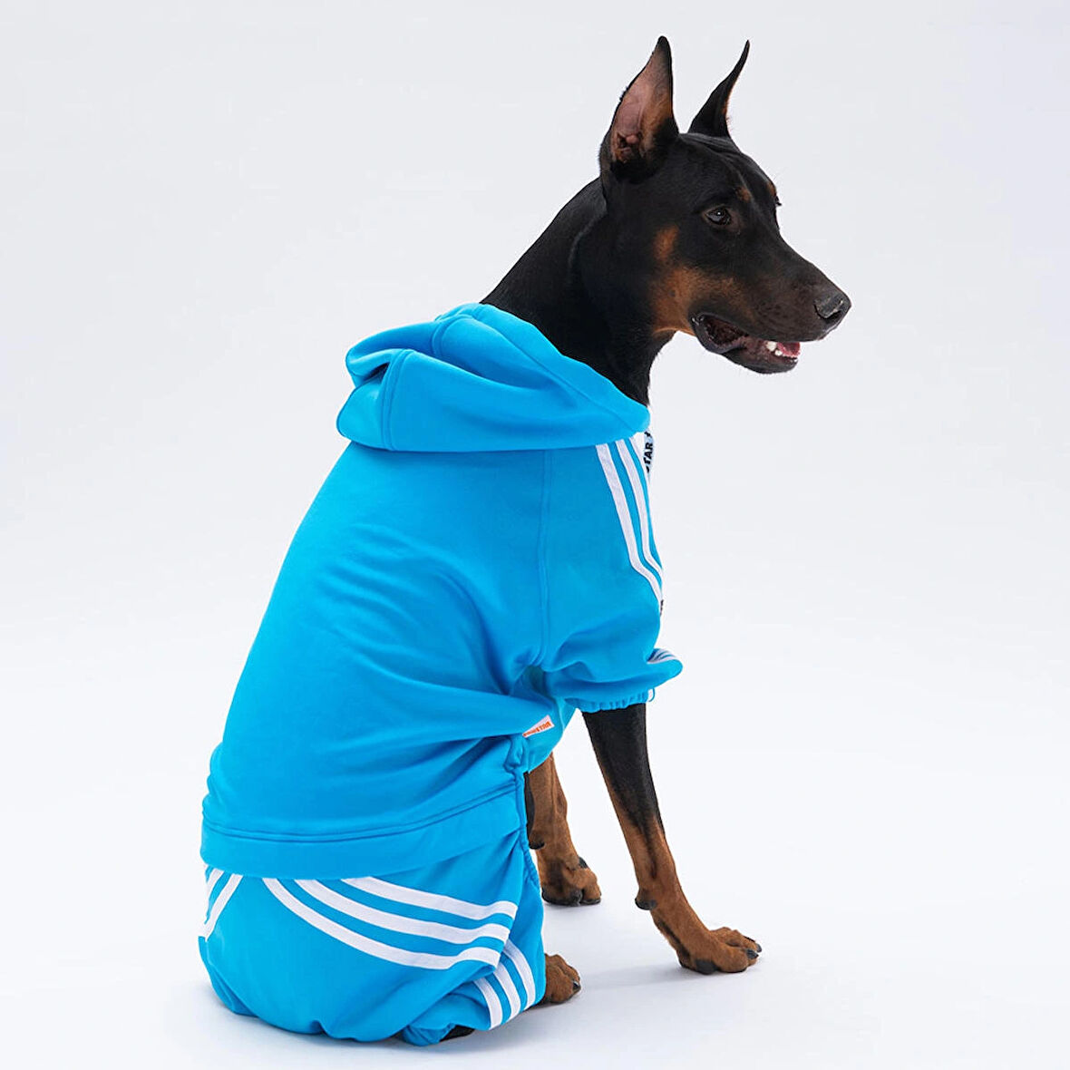 Pawstar Turkuaz Tuta Orta-Büyük Irk Köpek Tulumu