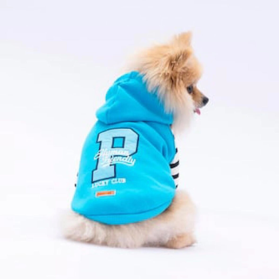 Pawstar Turkuaz Lucky Club Polarlı Küçük Irk Köpek Sweatshirtü