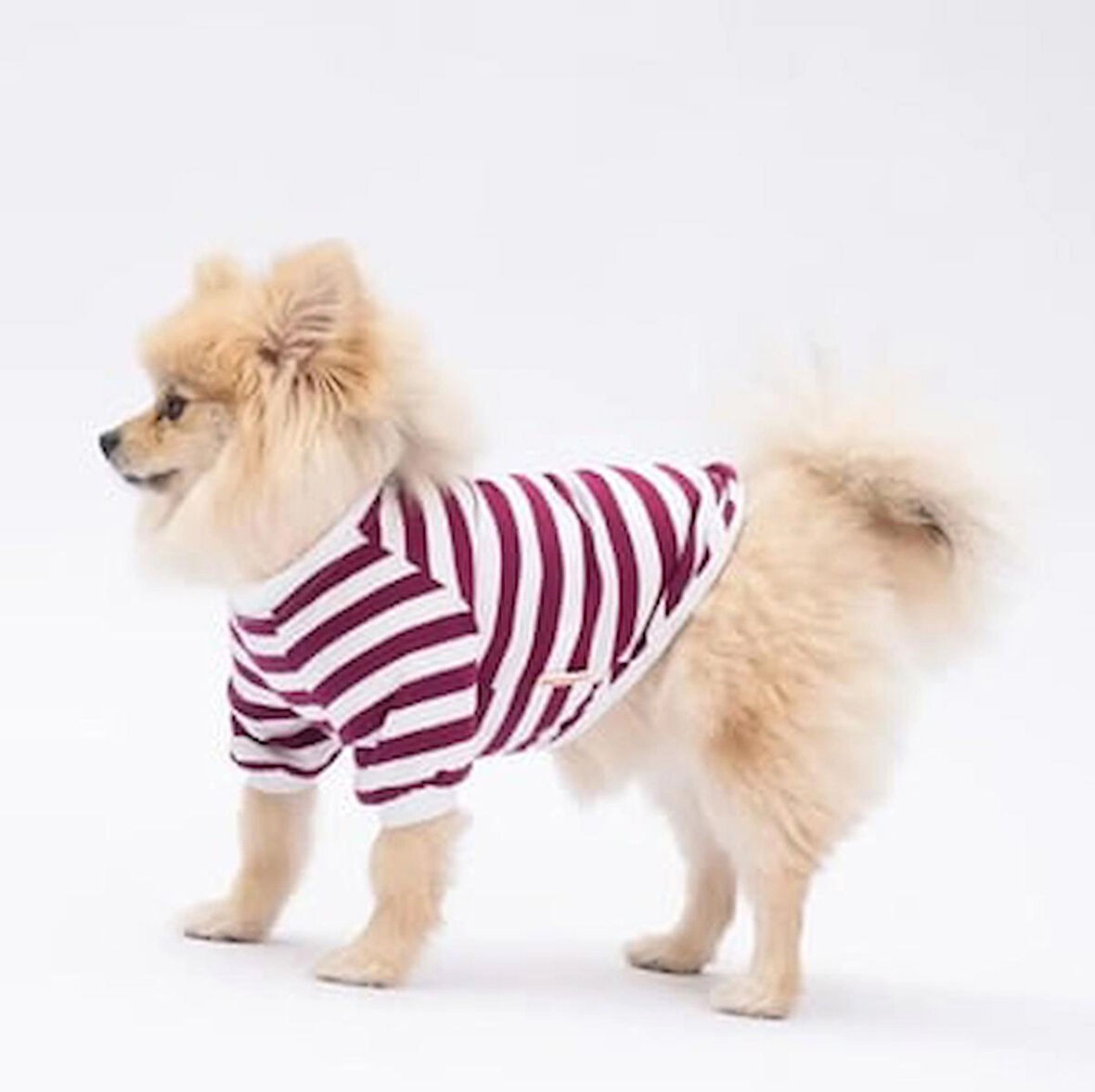 Pawstar Piglet Küçük Irk Köpek Sweatshirtü