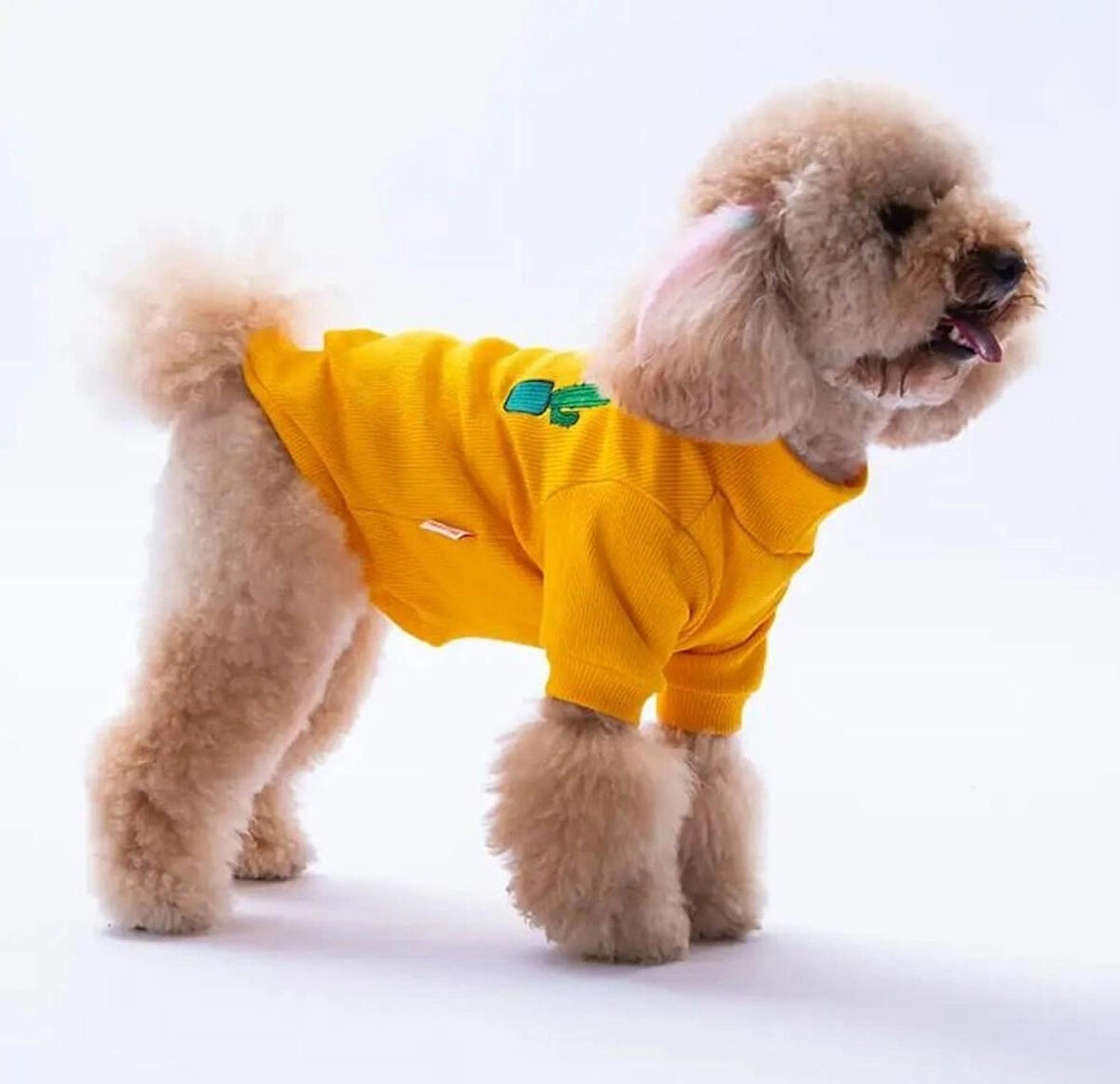 Pawstar Sarı Cactus Nakışlı Esnek Küçük Irk Köpek Likralı Triko