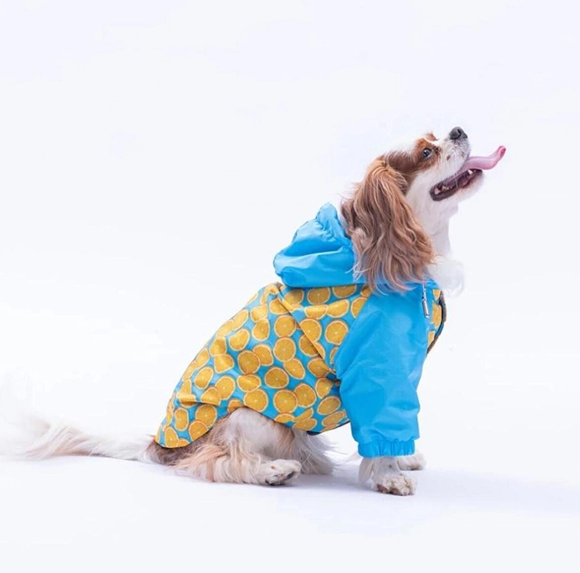 Pawstar Nice Citrus Polarlı Su Geçirmez Küçük Irk Köpek Yağmurluğu