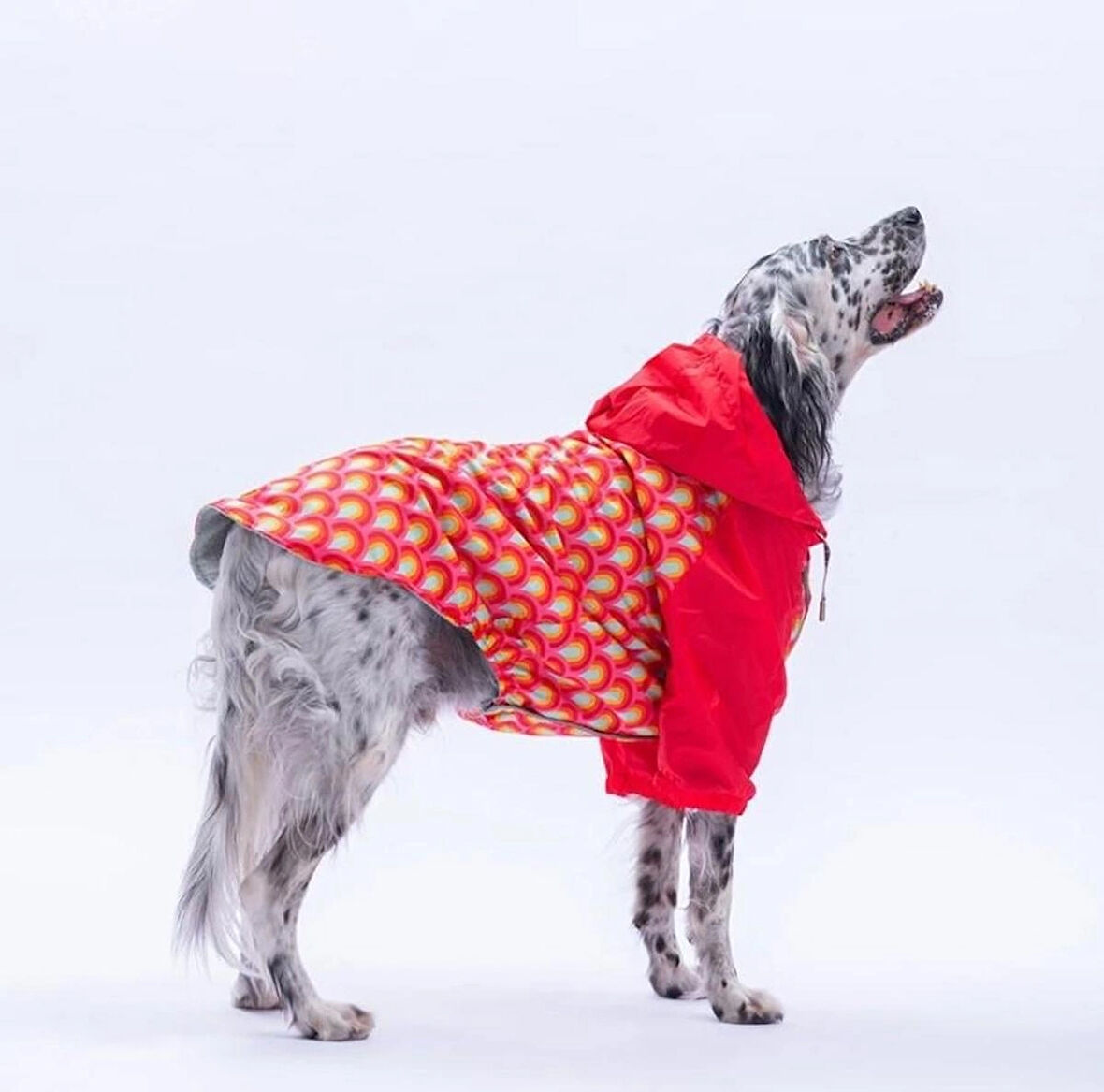 Pawstar Lisbon Sunset Polarlı Su Geçirmez Orta-Büyük Irk Köpek Yağmurluğu