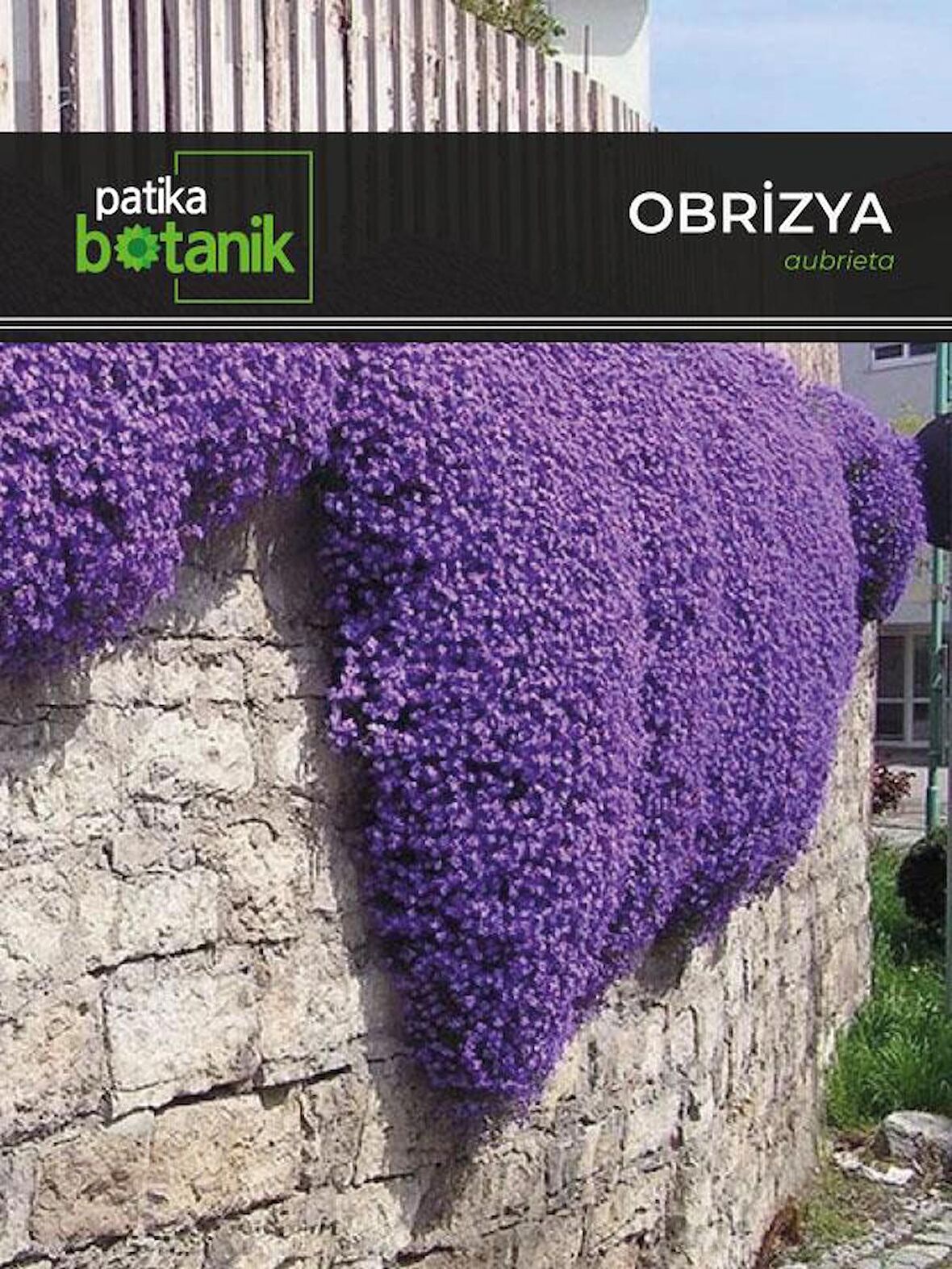 100 Adet Obrizya Çiçek Tohumu (Aubrieta)