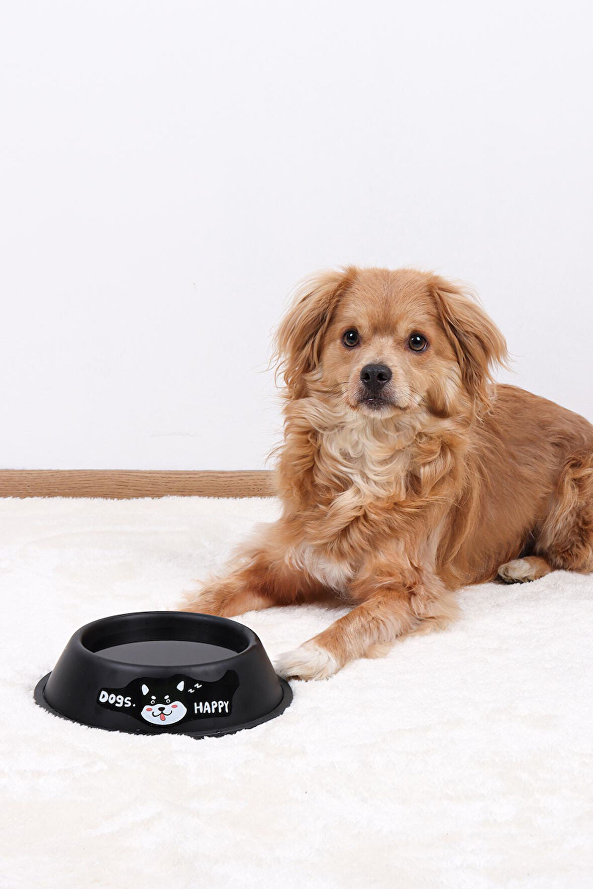 RENKli Metal Mama Kabı, Kedi Köpek Mama Su Kabı 18 cm
