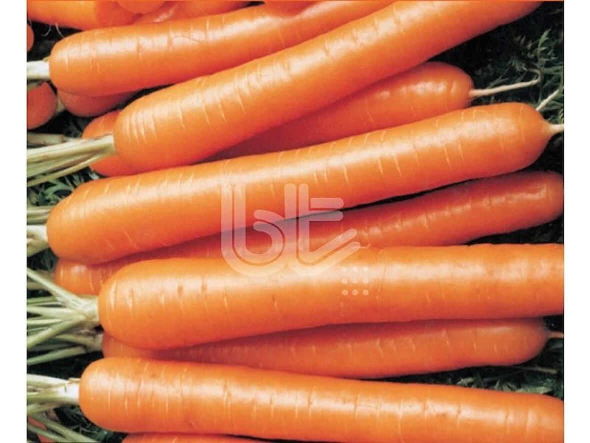 Nantes Scarlet Havuç Tohumu 10 Gram