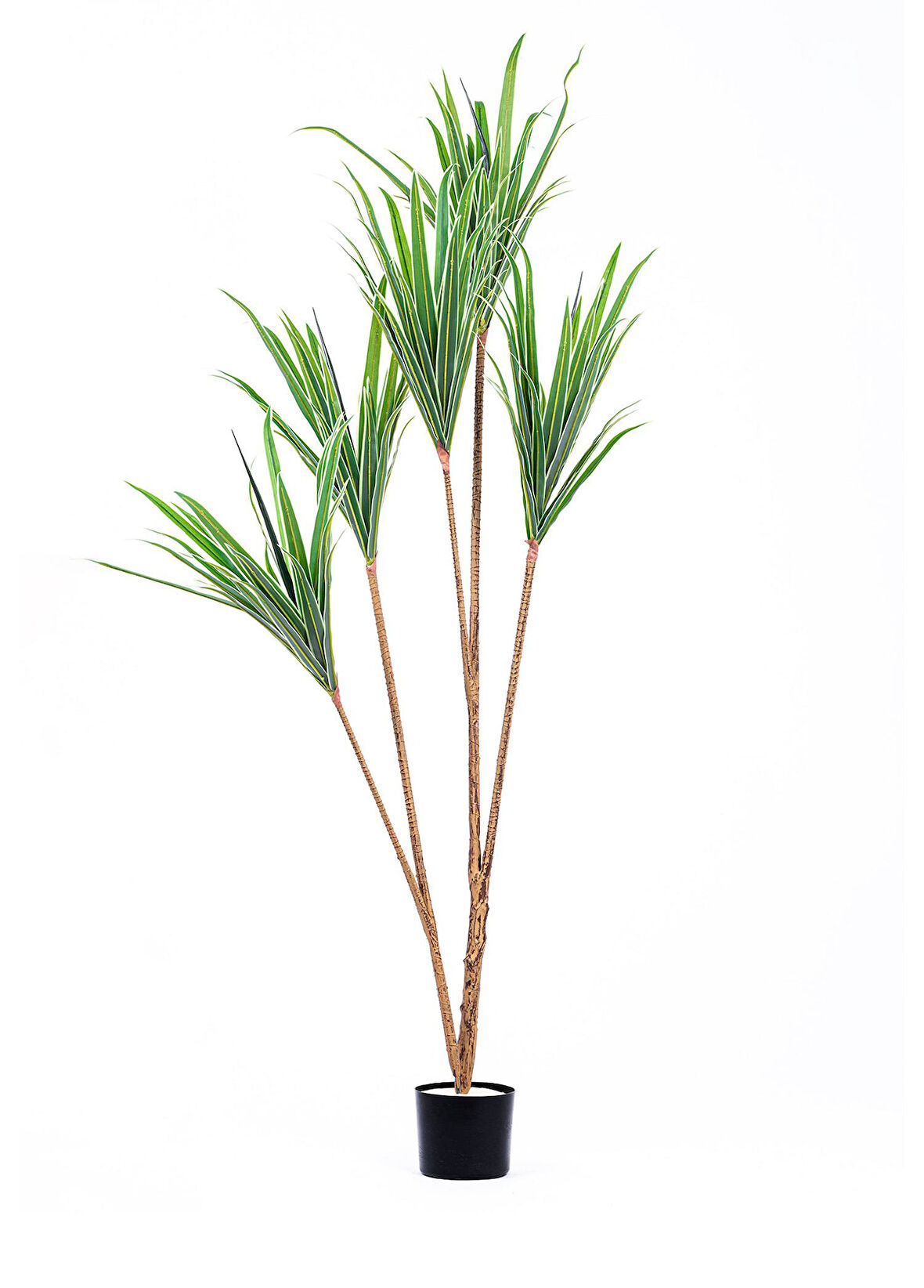 The Mia Yapay Dracaena Ağacı 3 Dallı 180 cm