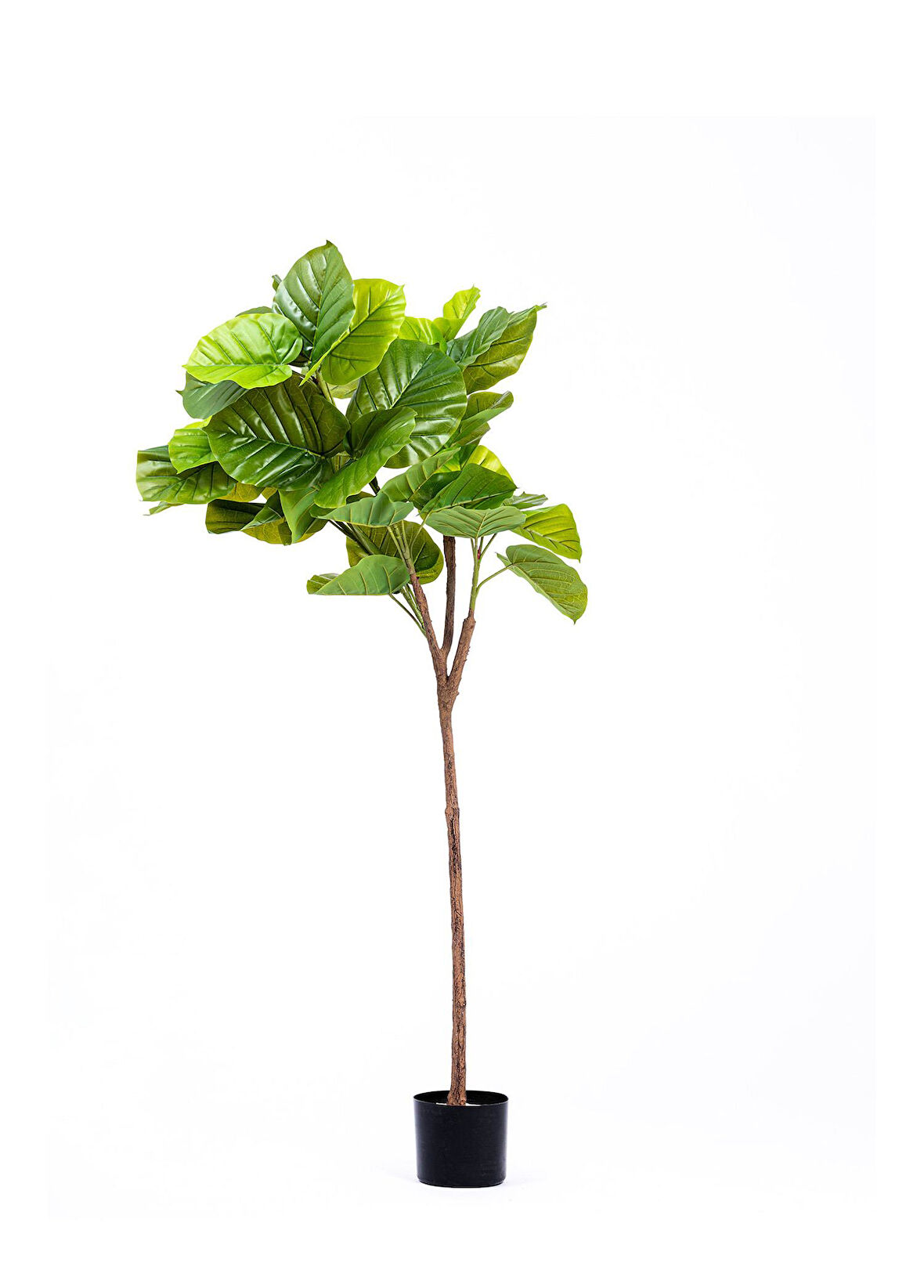 The Mia Yapay Ficus Umbellata Ağacı Yeşil 150 cm