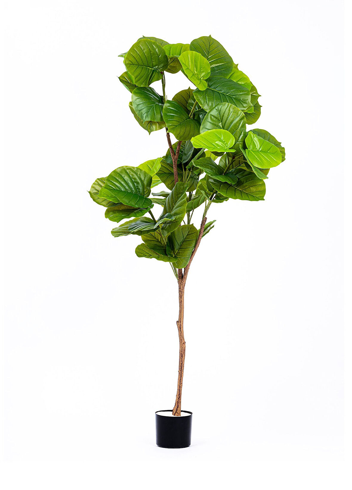 The Mia Yapay Ficus Umbellata Ağacı Yeşil 180 cm