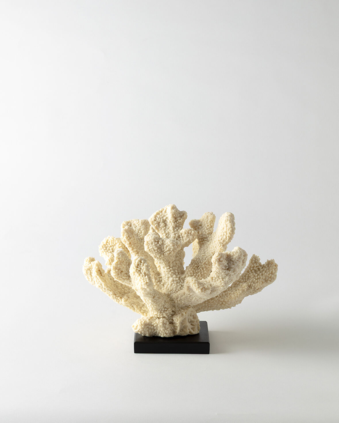 Pauline Biblo - Krem