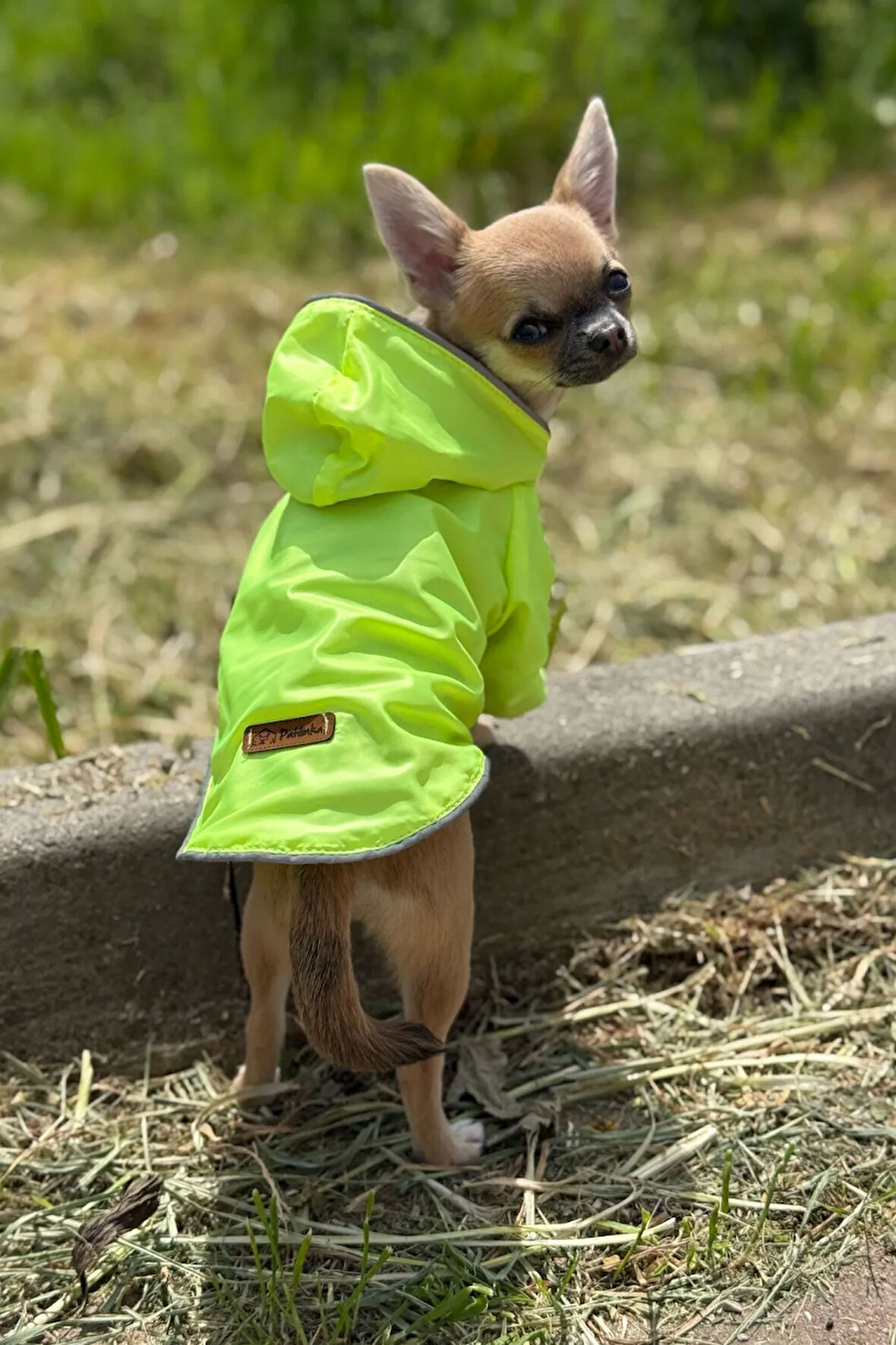Patilinka Kedi Köpek Kışlık Kıyafet – Yeşil Kapüşonlu Yağmurluk