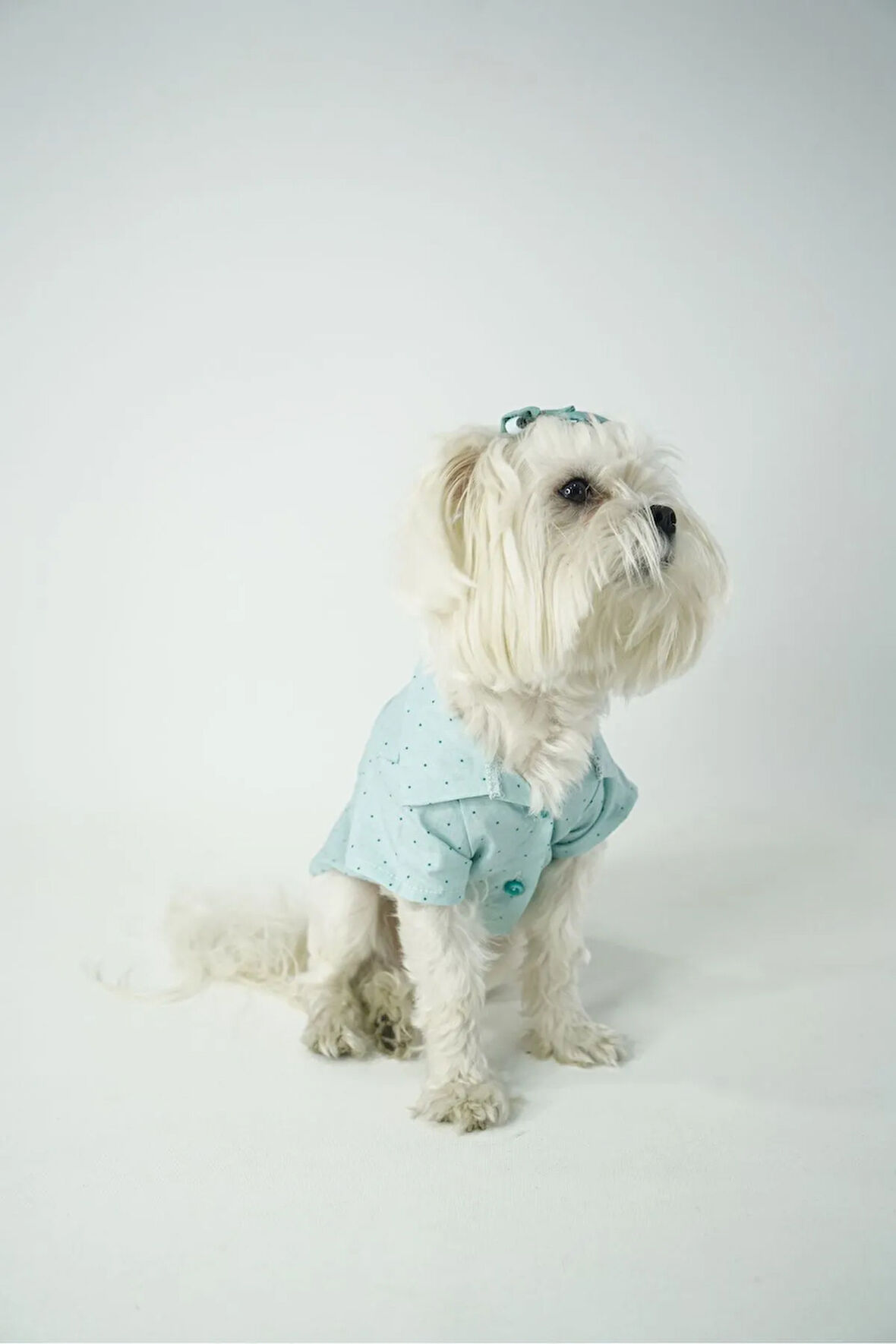 Patilinka Kedi Köpek Yazlık Kıyafet – Mint Yeşili Poplin Gömlek