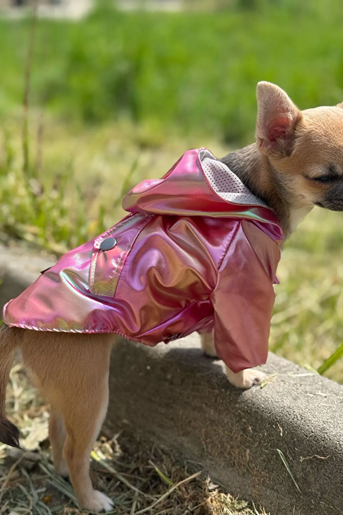 Patilinka Kedi Köpek Kışlık Kıyafet– Kırmızı Kapüşonlu Yağmurluk
