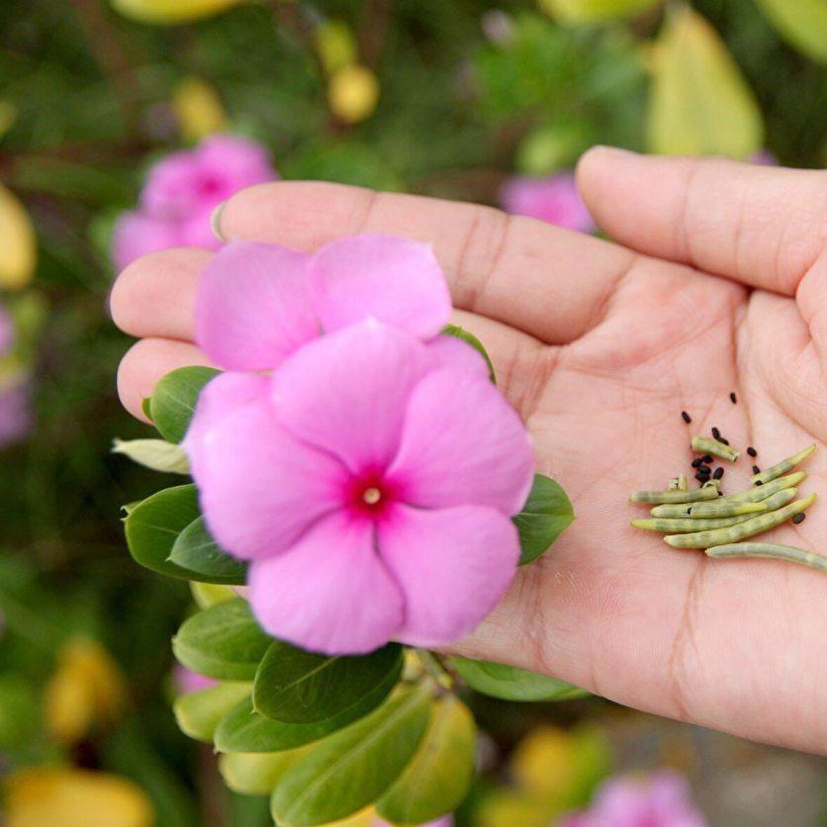 Soft Pink Vinca Roseus Rozet Çiçeği Tohumu (20 Tohum)