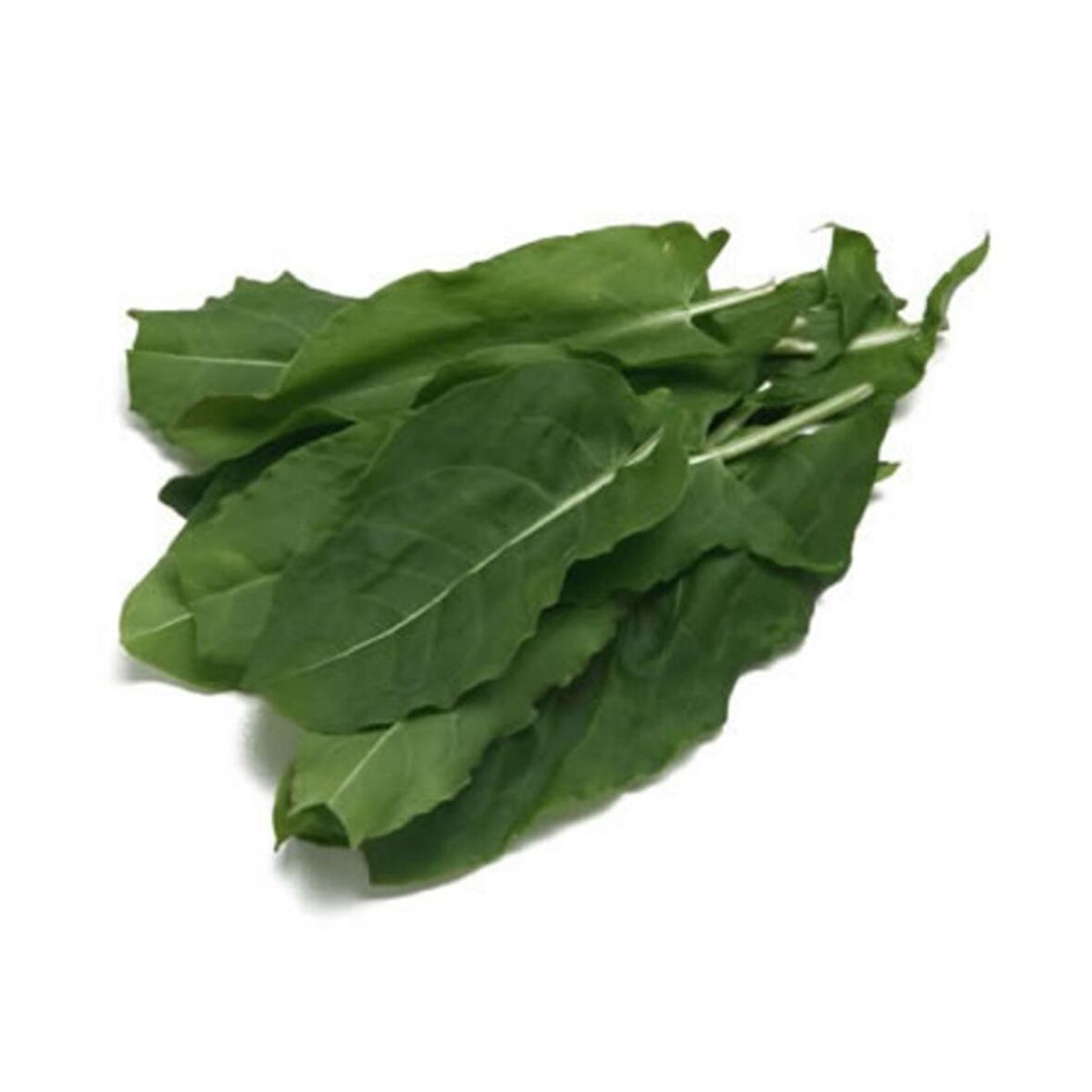 Doğal Kuzu Kulağı Tohumu (50 tohum)