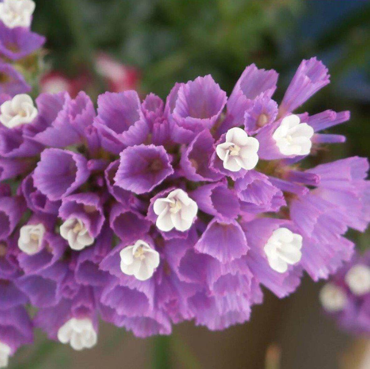Limonium Sinuatum Lilac Lavender Deniz Lavantası Tohumu (30 tohum)