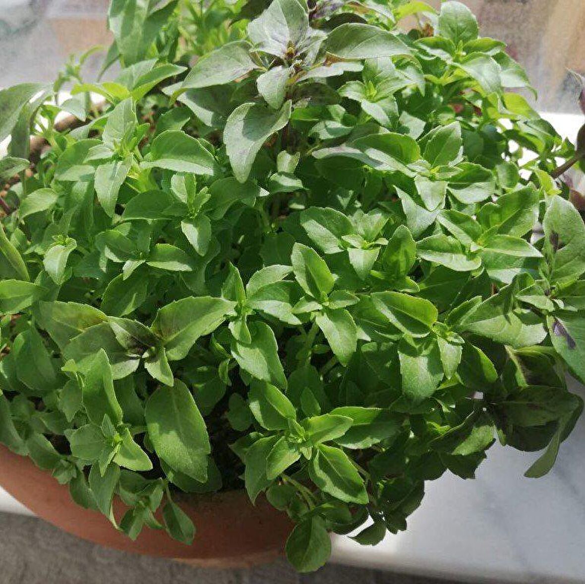 Top Fesleğen Tohumu (250 tohum)