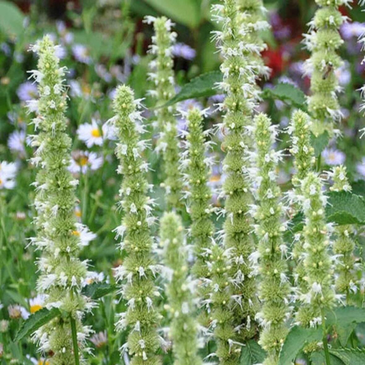 Dev Meksika Beyazı Hyssop Çiçeği Tohumu (50 tohum)