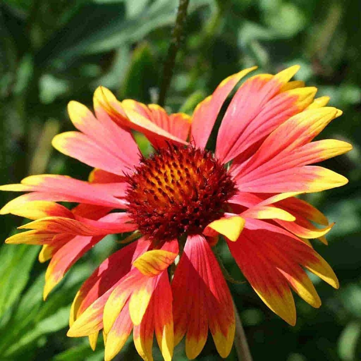 İndian Blanket Gaillardia Gayret Çiçeği Tohumu (30 adet)