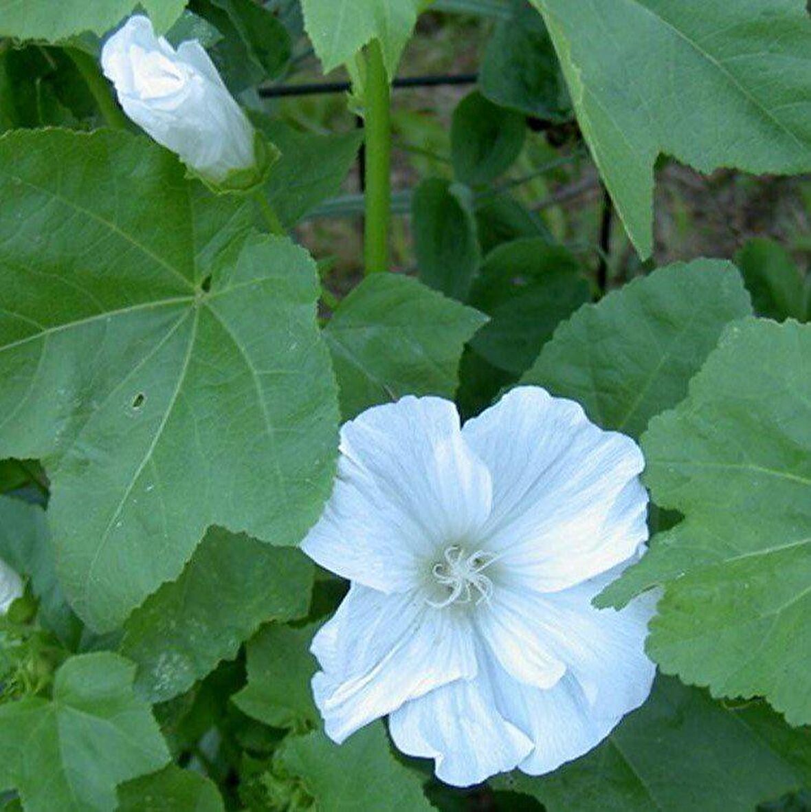 Lavatera Trimestris Regis Pure White Pamuk Çiçeği Tohumu (50 tohum)