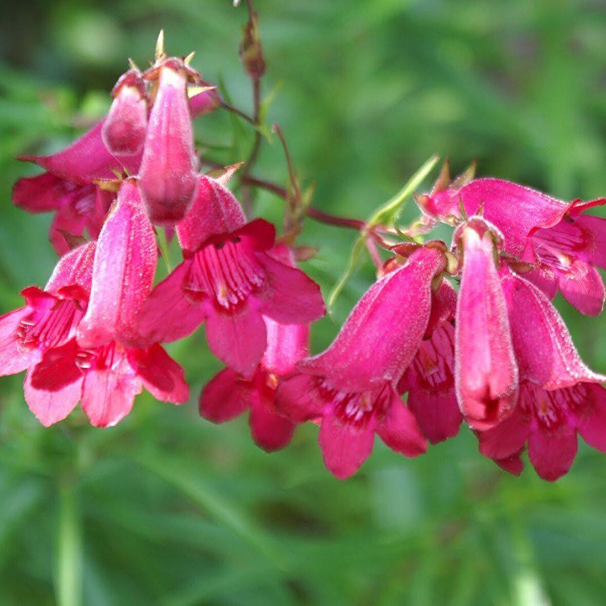 Kırmızı Renkli Penstemon Çiçeği Tohumu (50 tohum)