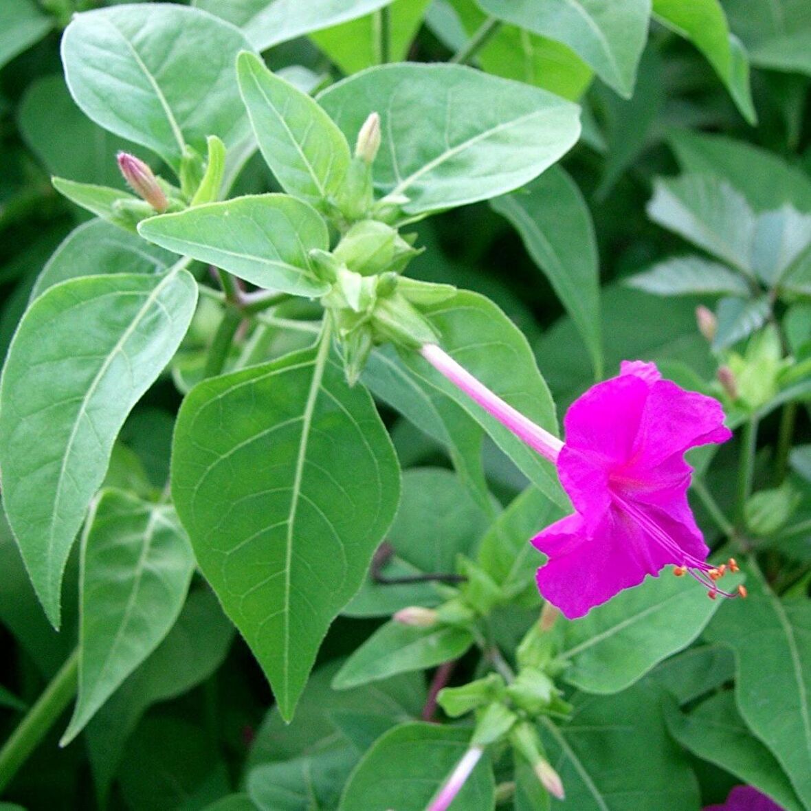 Violet Pink Akşam Sefası Çiçeği Tohumu (20 tohum)