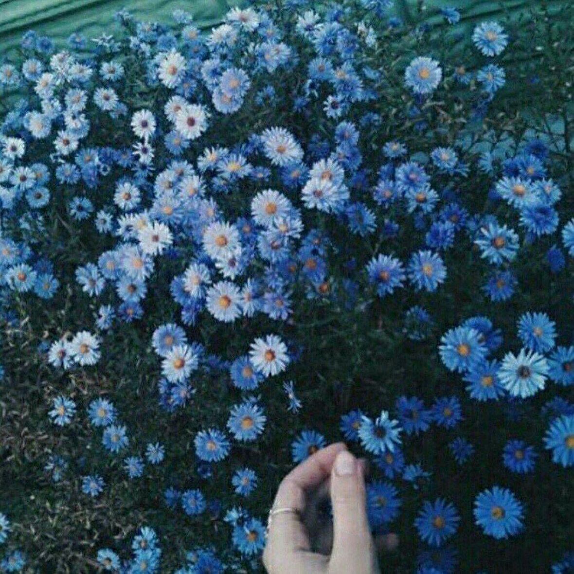 Clear Blue Erigeron Çiçeği Tohumu (50 tohum)