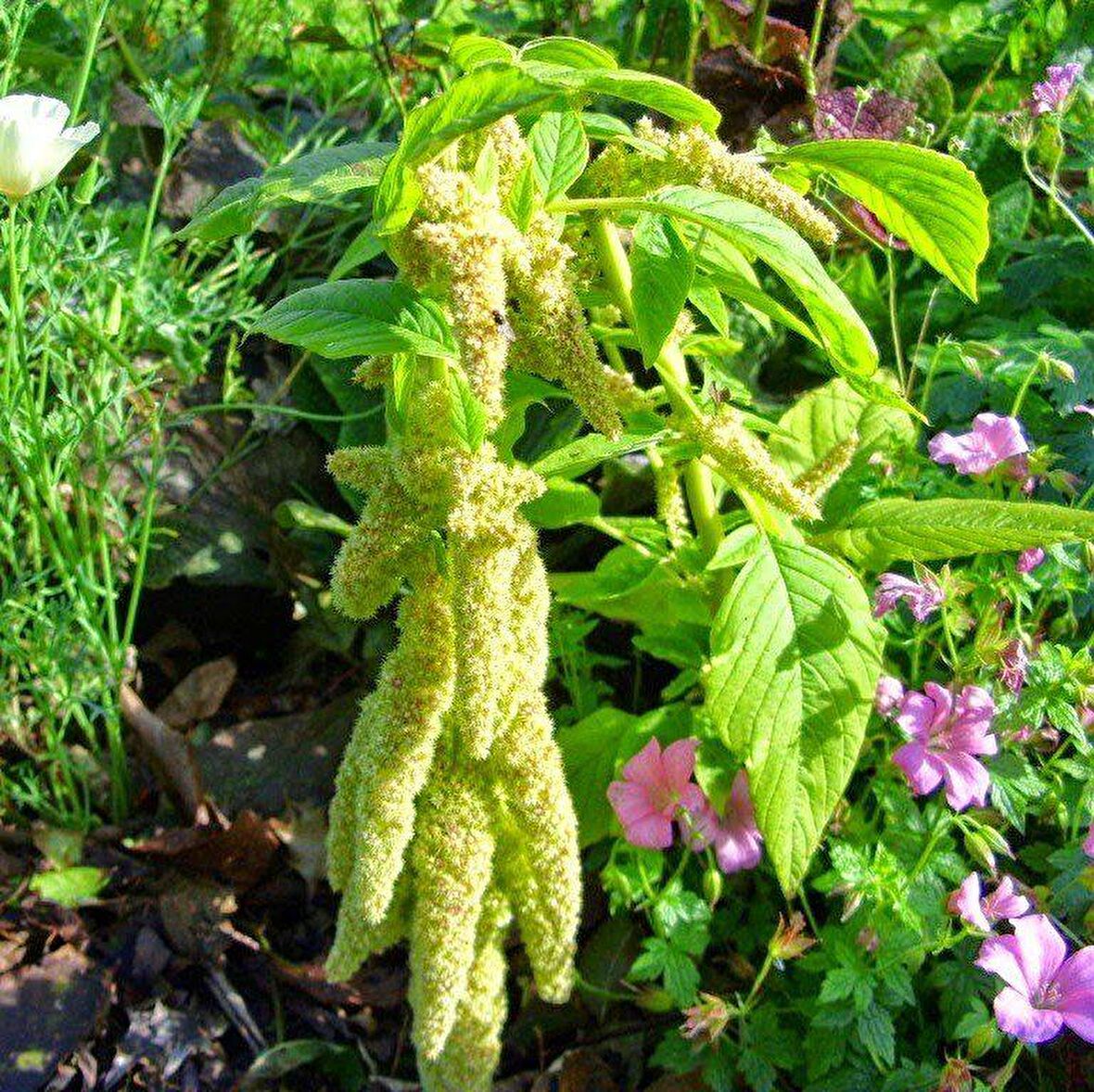 Amaranthus Caudatus Çiçeği Tohumu (50 tohum)
