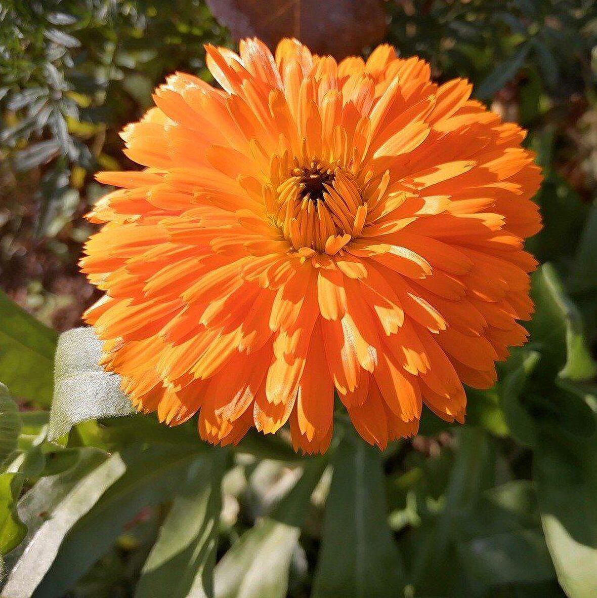 Katmerli Turuncu Double Orange Calendula Aynısafa Çiçeği Tohumu (50 tohum)
