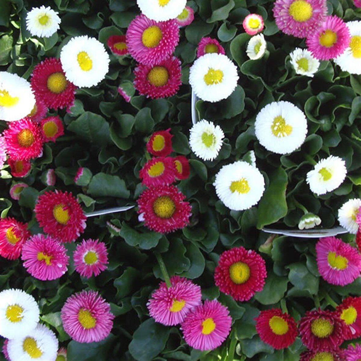 Mix Katmerli Bellis Perennis Ponpon İngiliz Çayır Papatyası Çiçeği Tohumu (100 tohum)