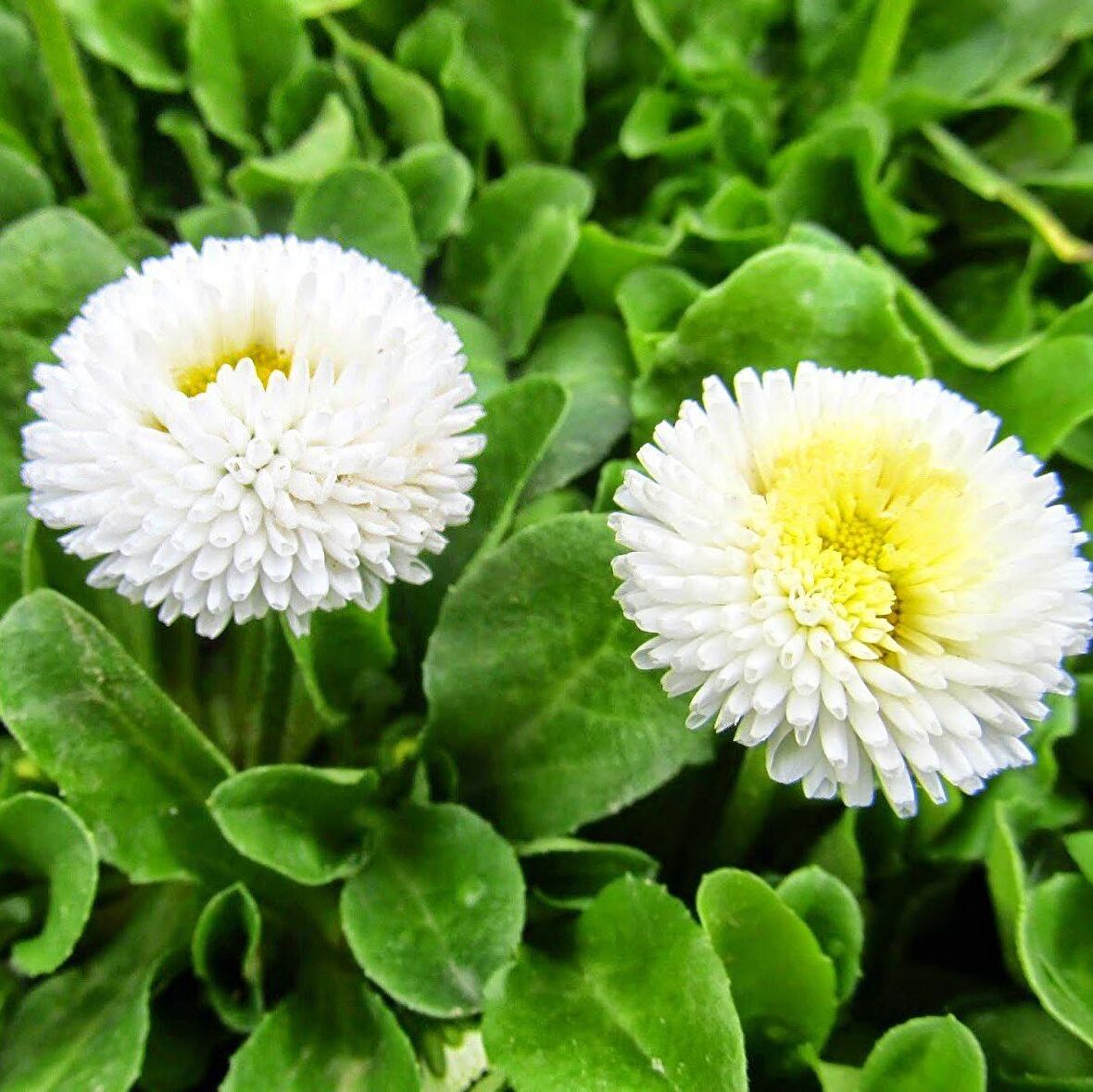 Bellis Perennis Beyaz Ponpon İngiliz Çayır Papatyası Çiçeği Tohumu (100 tohum)