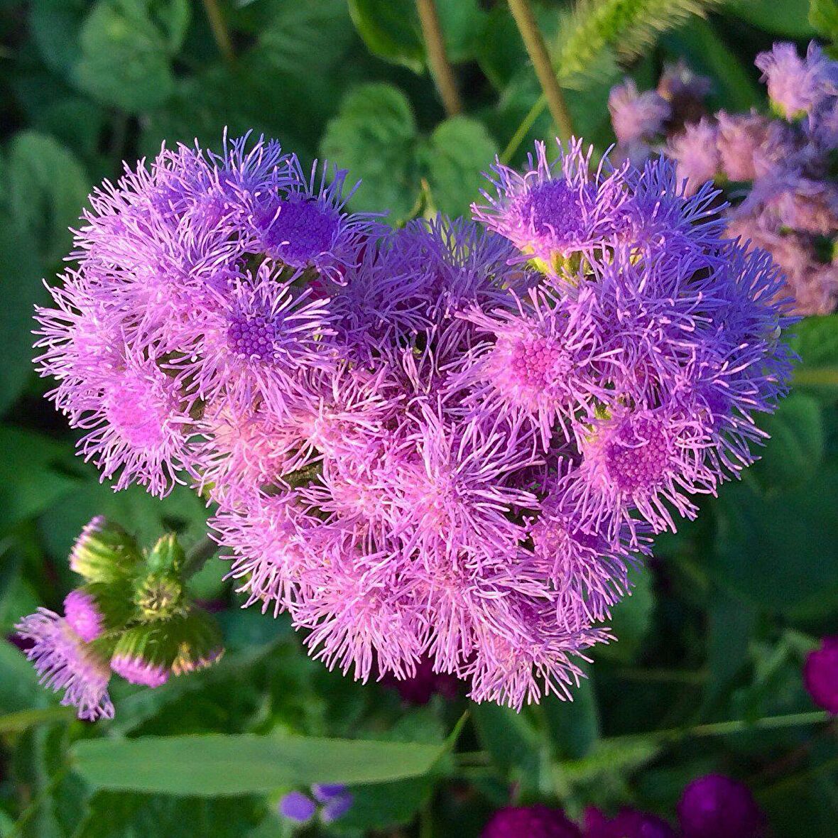 Pembe Top Vapur Dumanı (Ageratum) Çiçeği Tohumu (50 tohum)