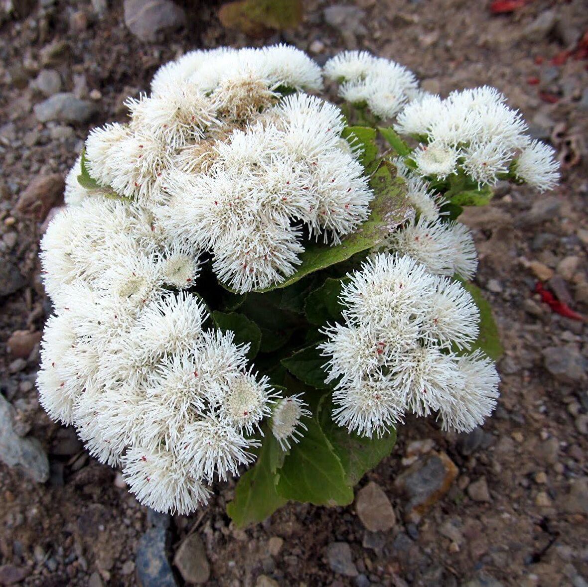 Beyaz Ageratum (Vapur Dumanı) Çiçeği Tohumu