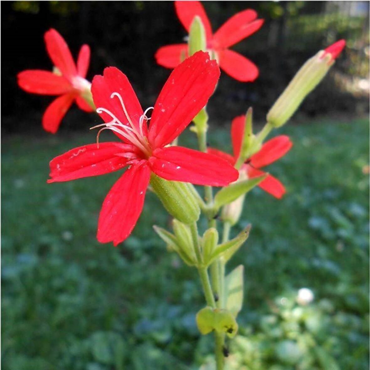 Nadir Kırmızı Şapka Silene (Nakil) Çiçeği Tohumu (20 tohum)