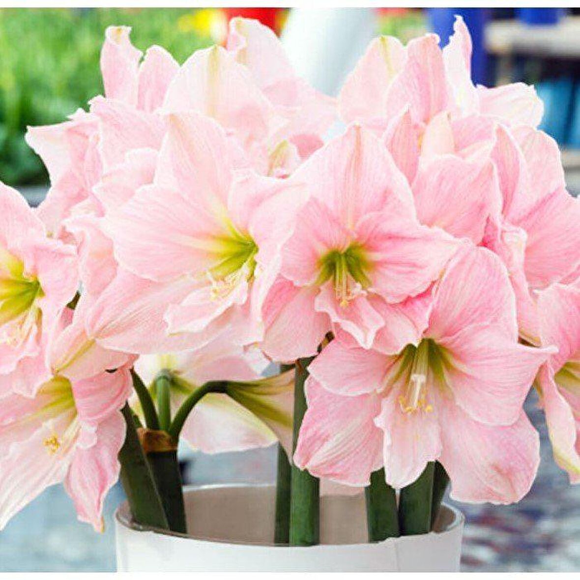 Tropaeolum Single Apricot Latin Çiçeği Tohumu (10 adet)