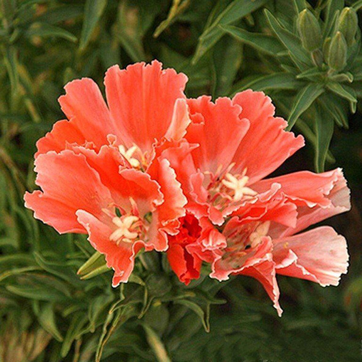 Doğal Oranj Godetia Çiçeği Tohumu (50 tohum)