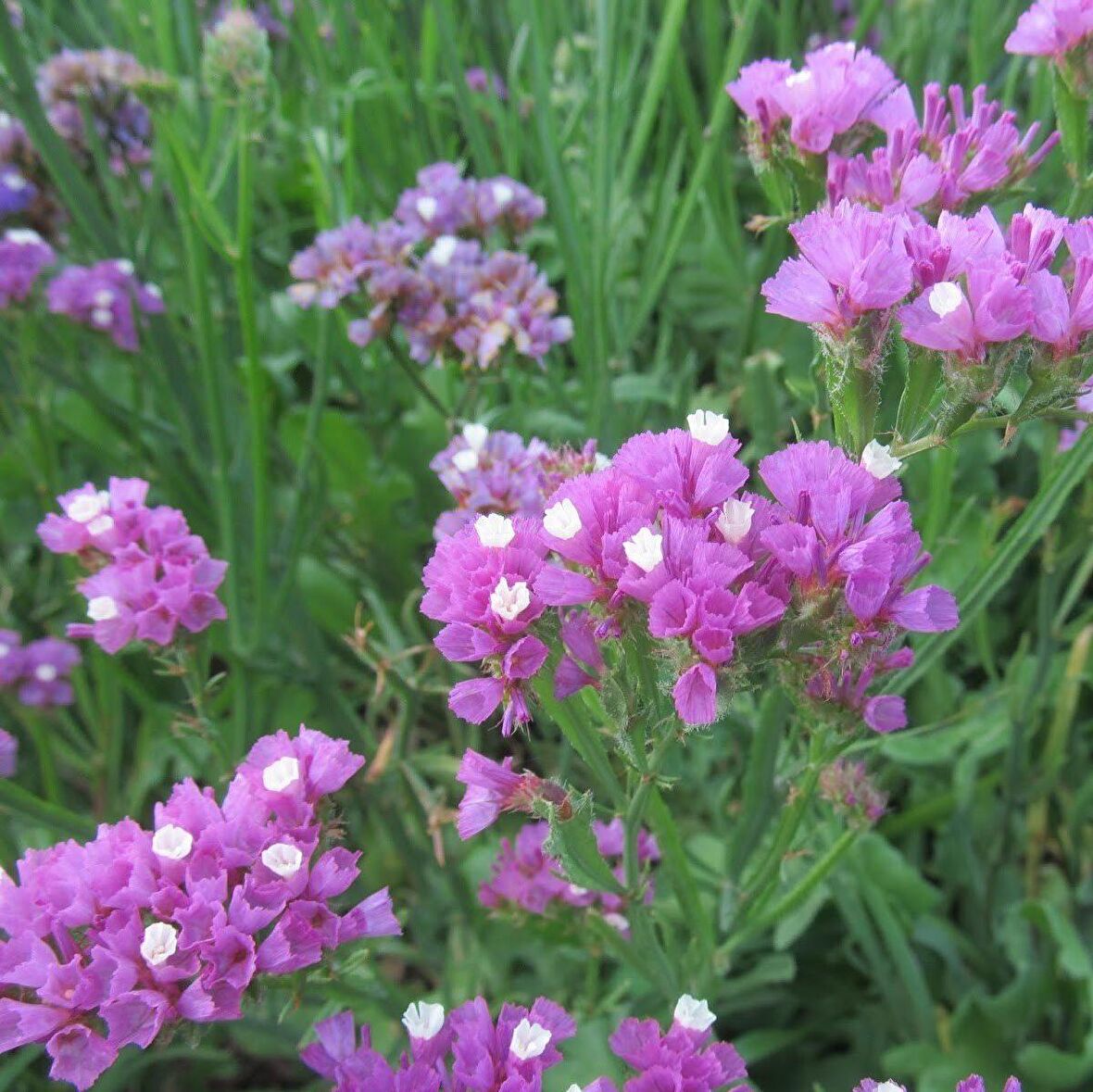 Limonium Sinuatum Deep Rose Deniz Lavantası Tohumu (30 tohum)