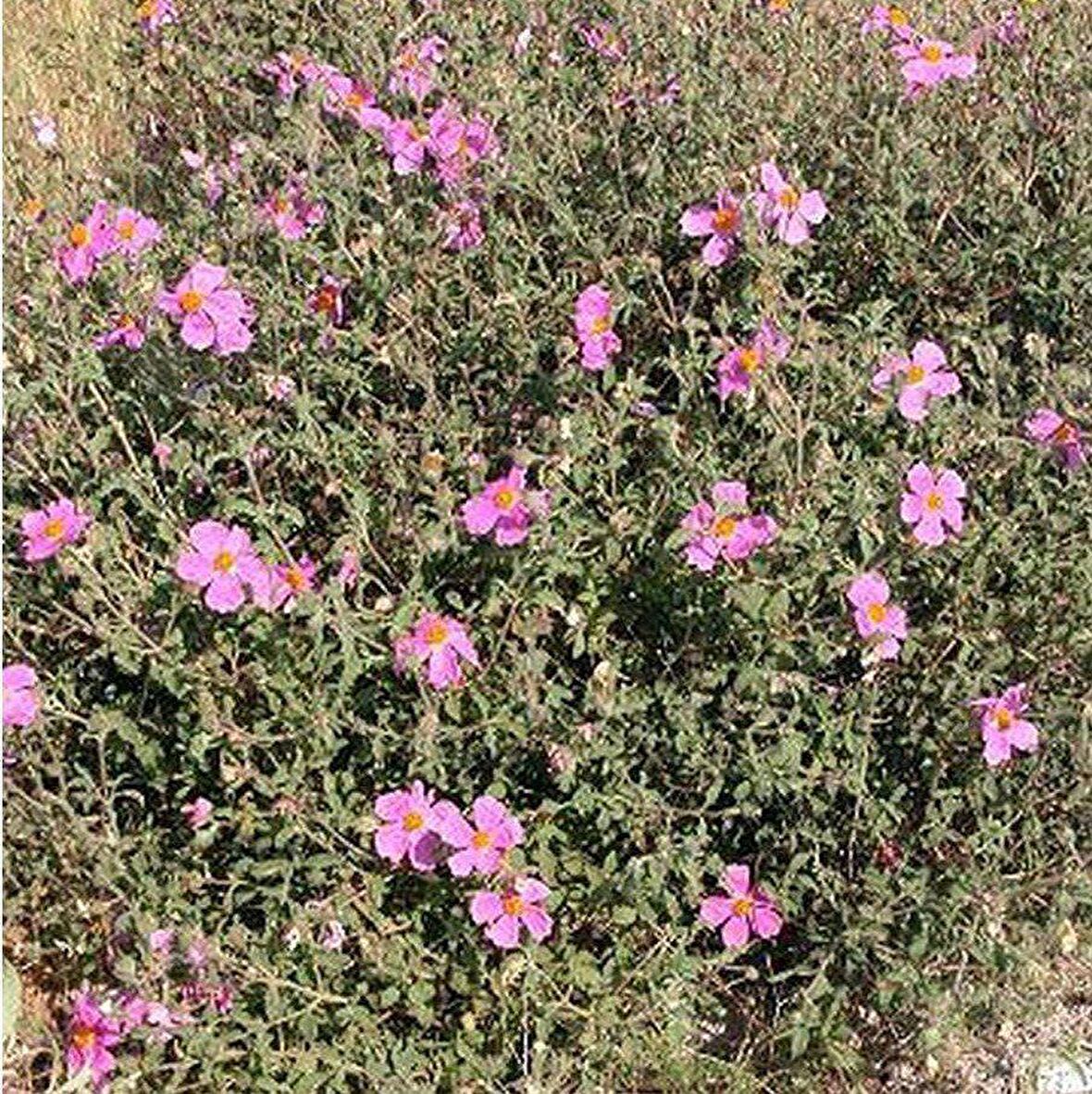 Pembe Güzeli Klarkiya Çiçeği Tohumu (100 tohum)