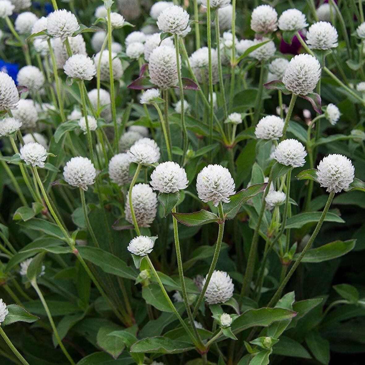 Gomphrena Globosa Beyaz Medine Çiçeği Tohumu (50 tohum)