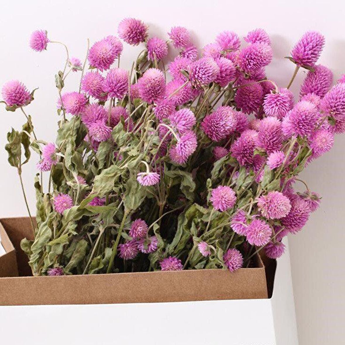 Gomphrena Globosa Pembe Medine Çiçeği Tohumu (50 tohum)