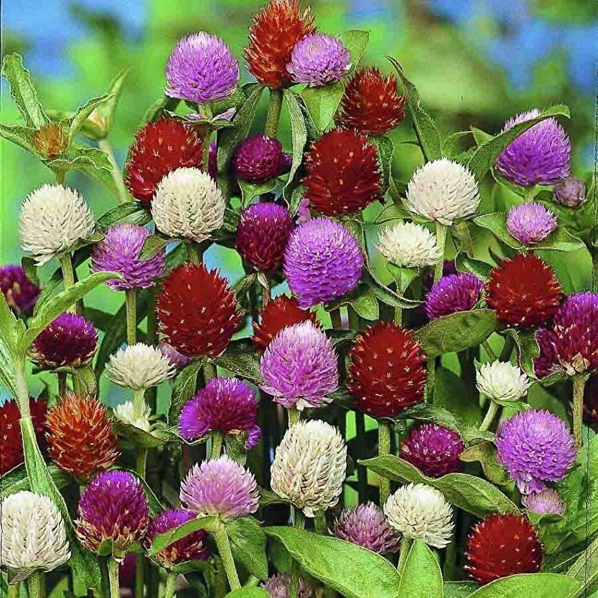 Gomphrena Globosa Mixed Medine Çiçeği Tohumu (50 tohum)