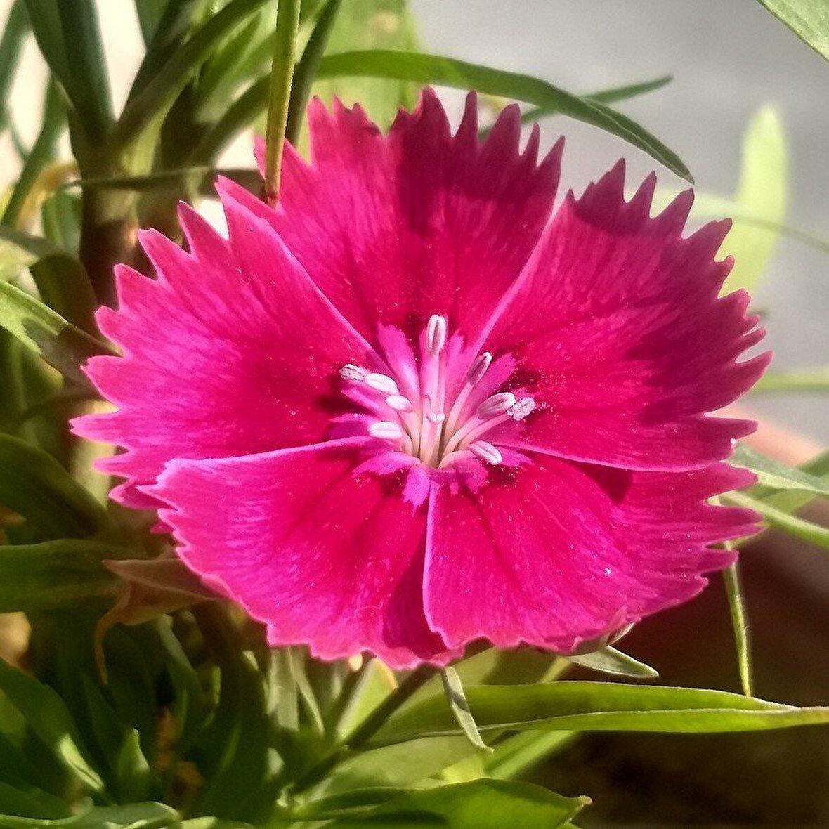 Çin Pembesi Dianthus Çiçeği Tohumu (50 tohum)