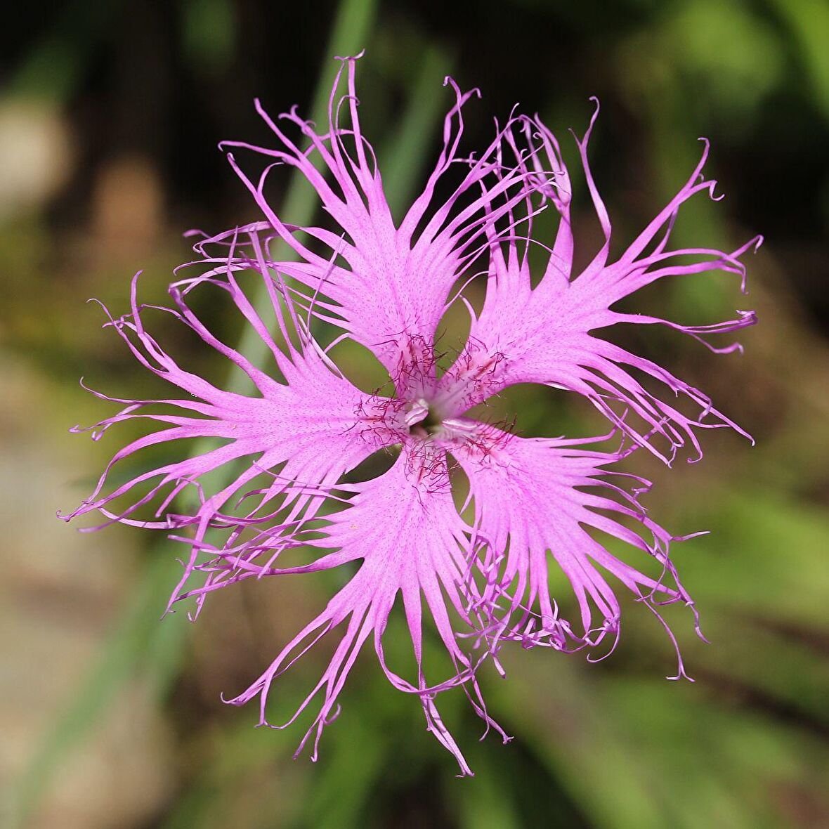Püsküllü Pembe Dianthus Çiçeği Tohumu (50 adet)