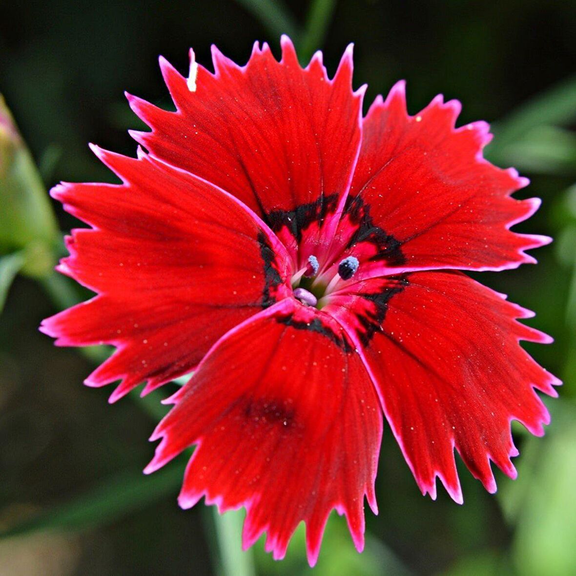 Dianthus Superbus Red Bol Kokulu Karanfil Çiçeği Tohumu (100 adet)