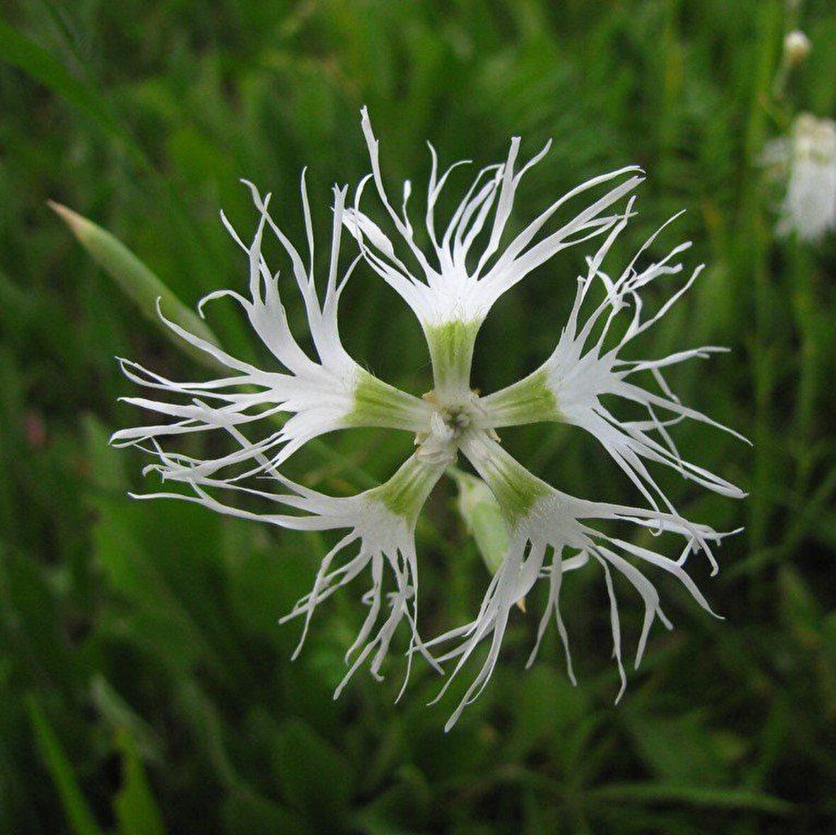 Dianthus Superbus White Bol Kokulu Karanfil Çiçeği Tohumu(100 adet)