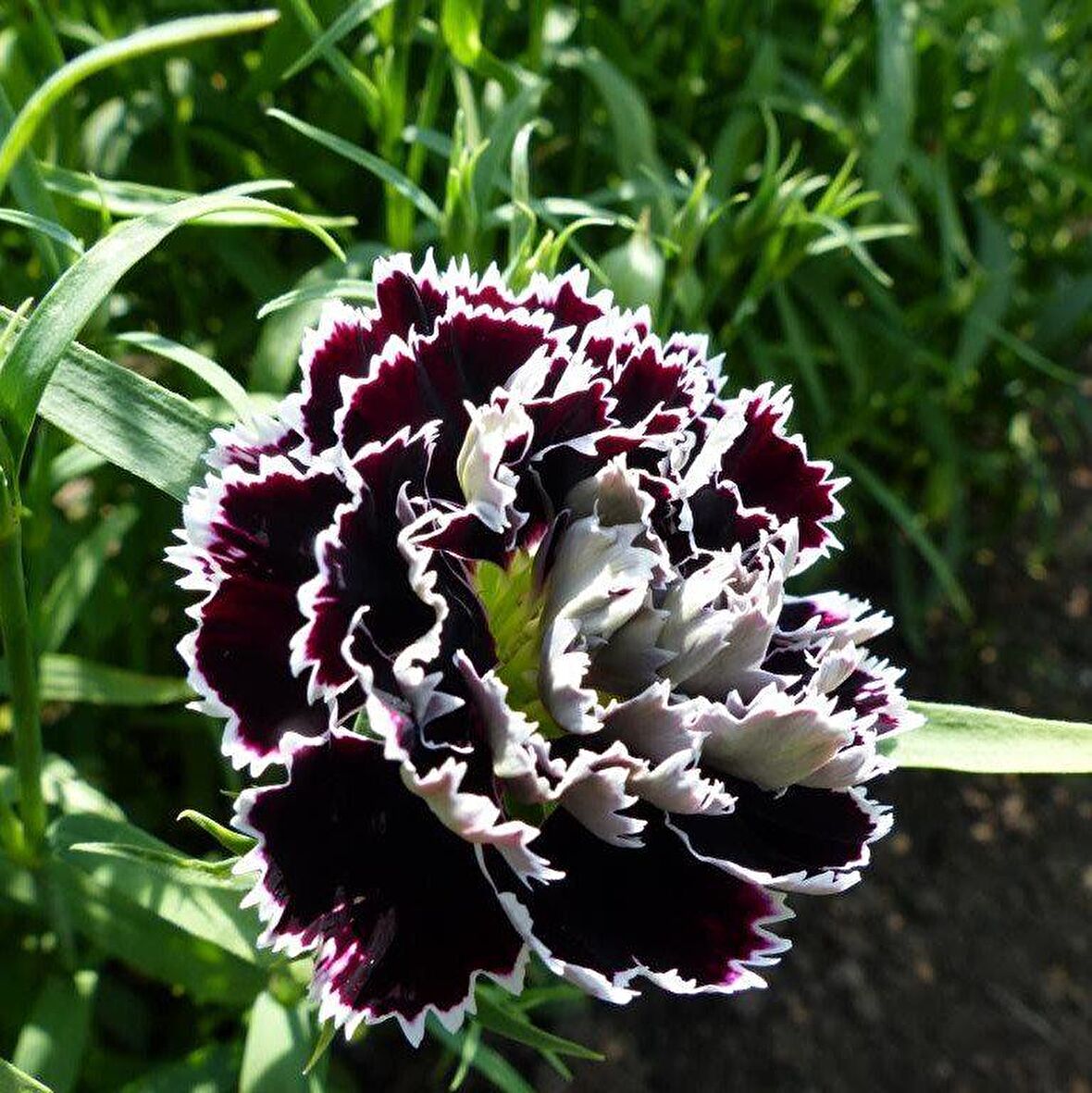 Dianthus Heddewigii Black White Karanfil Çiçeği Tohumu (100 adet)