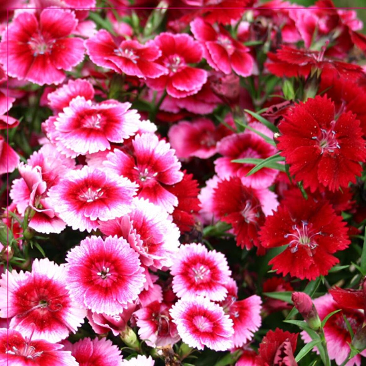 Dianthus Heddewigii Baby Doll Karanfil Çiçeği Tohumu (100 adet)